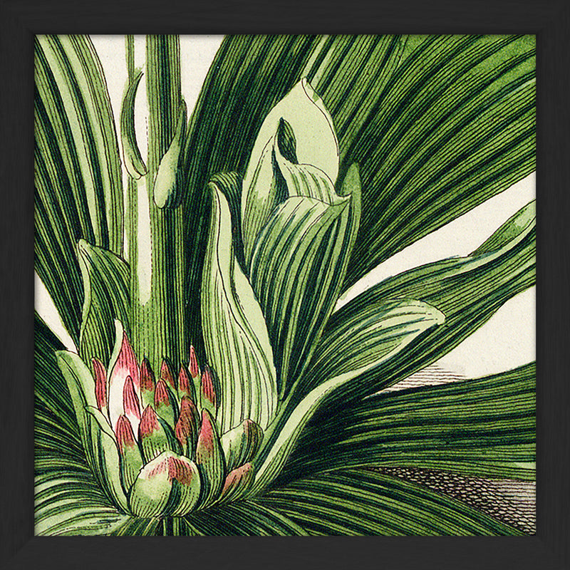 Veratrum Close Up. Mini Print