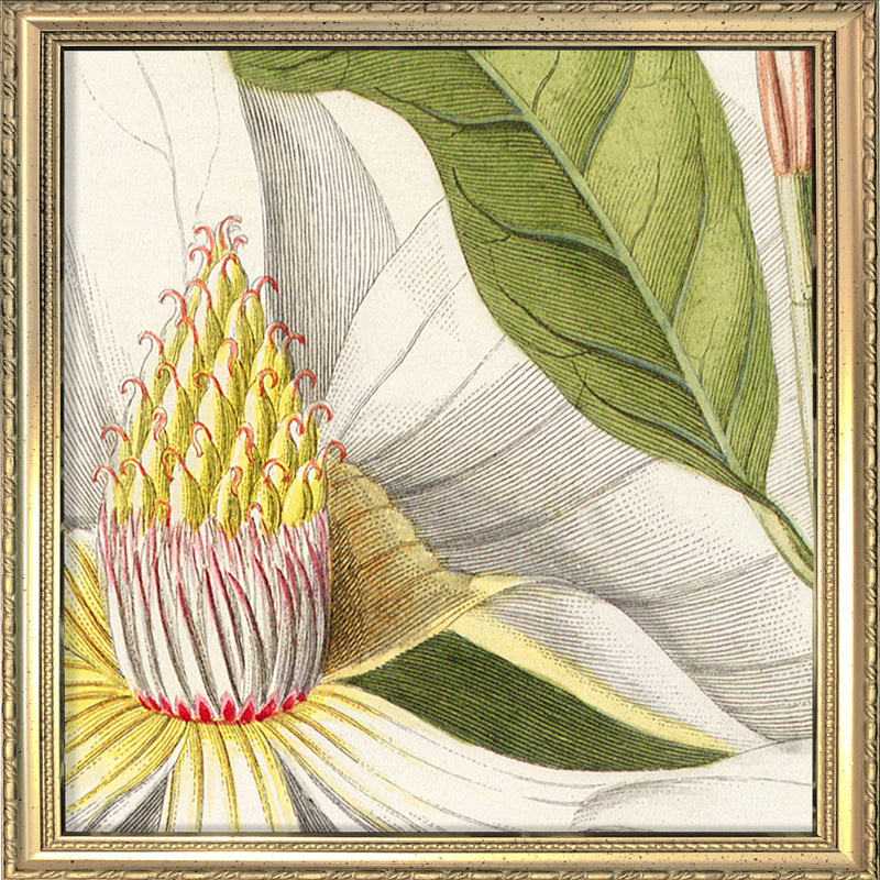 Magnolia Close Up. Mini Print