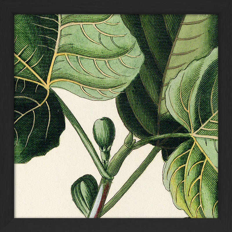 Ficus Foliis Palmatis Close Up. Mini Print