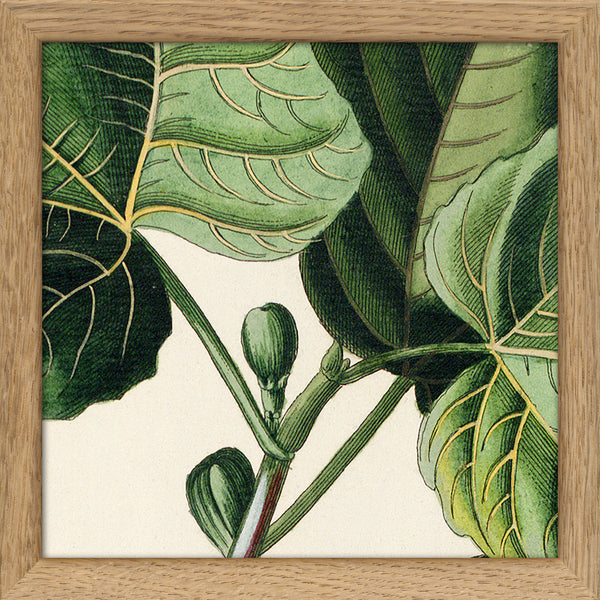 Ficus Foliis Palmatis Close Up. Mini Print