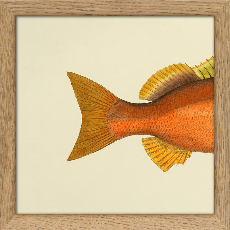 Orange Fish Tail. Mini Print