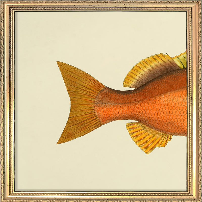 Orange Fish Tail. Mini Print