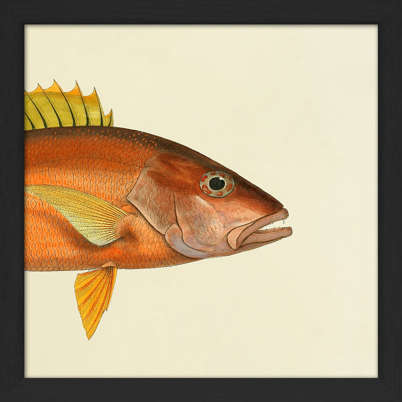 Orange Fish Head. Mini Print