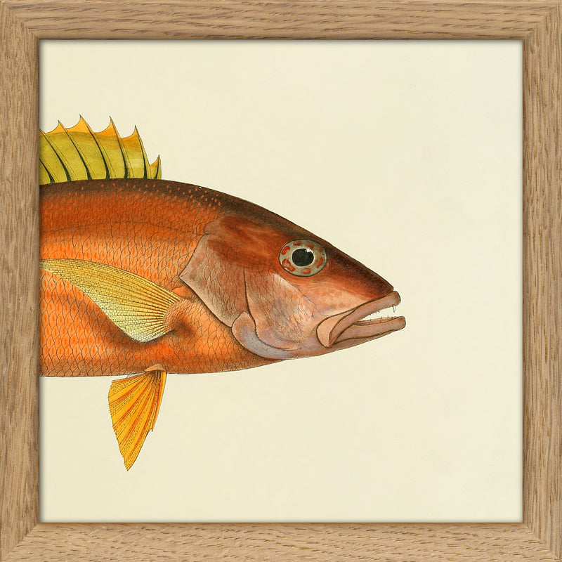 Orange Fish Head. Mini Print