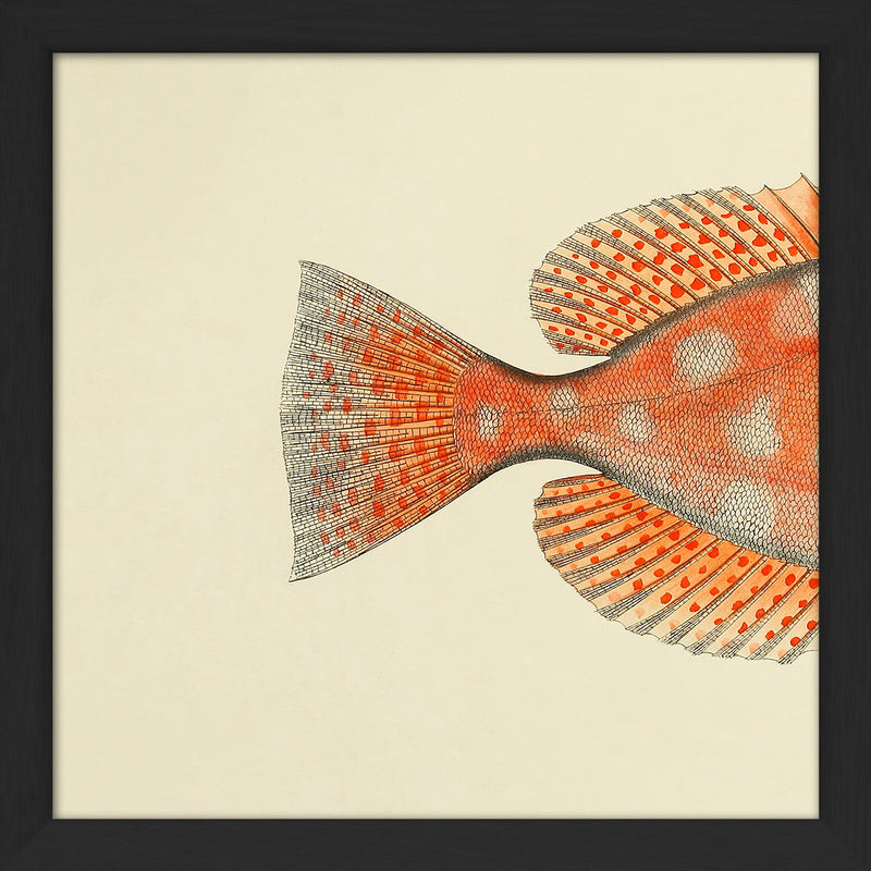 Blotched Bigeye (Priacanthus Carolinus) Tail. Mini Print