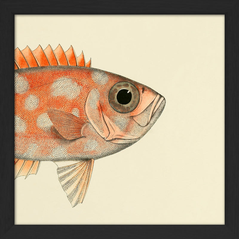 Blotched Bigeye (Priacanthus Carolinus) Head. Mini Print