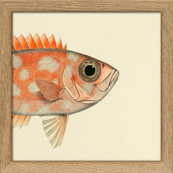 Blotched Bigeye (Priacanthus Carolinus) Head. Mini Print