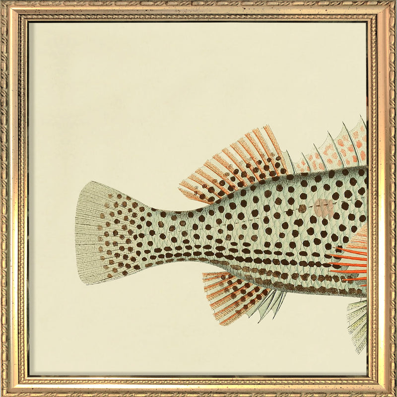 Hawkfish (Cirrhites Polytictus) Tail. Mini Print