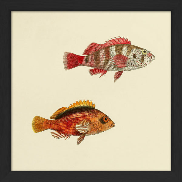 Two Hawkfish (Cirrhites Cinctus and Melanotus). Mini Print