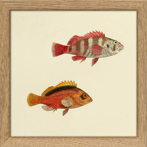 Two Hawkfish (Cirrhites Cinctus and Melanotus). Mini Print