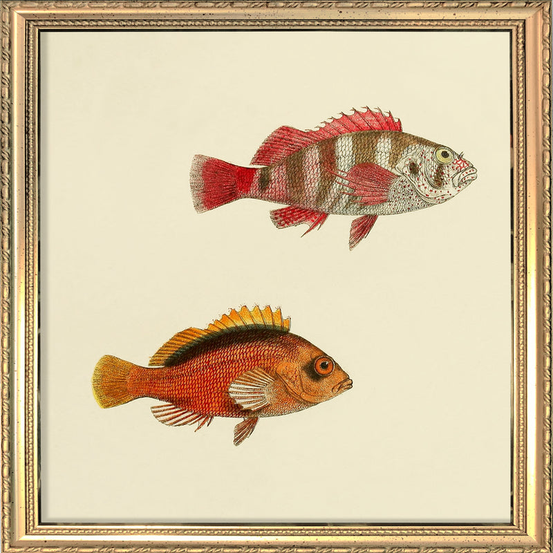 Two Hawkfish (Cirrhites Cinctus and Melanotus). Mini Print