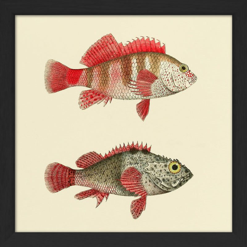 Hawkfish and Scorpionfish. Mini Print