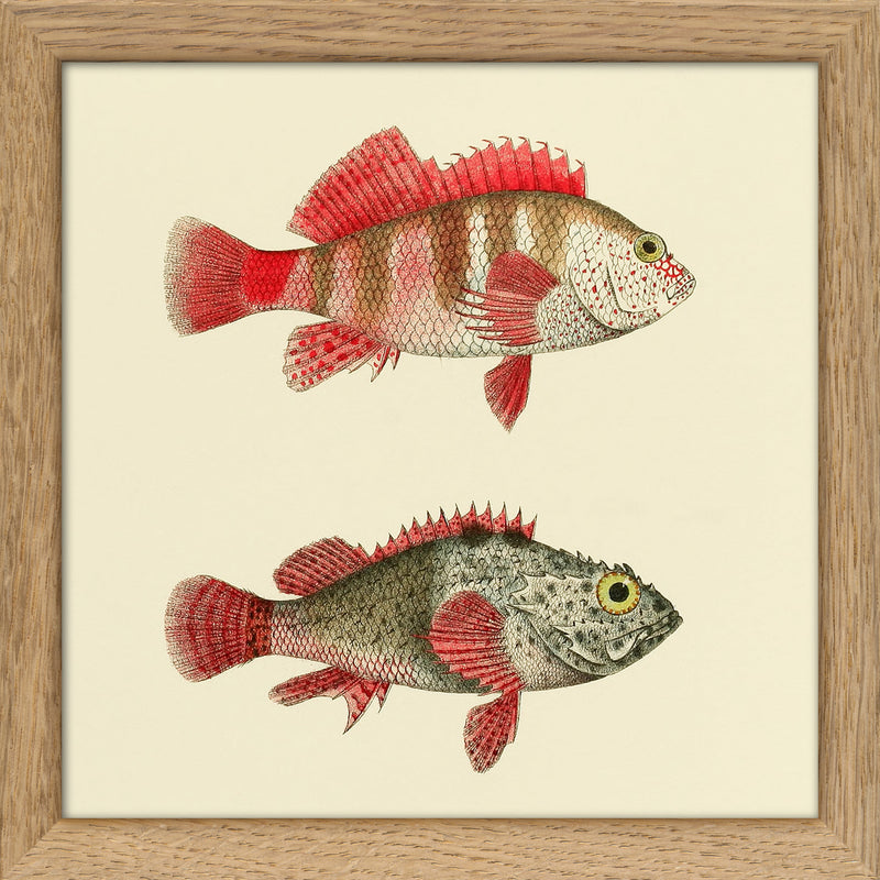 Hawkfish and Scorpionfish. Mini Print