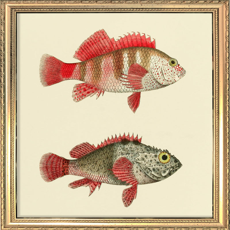 Hawkfish and Scorpionfish. Mini Print