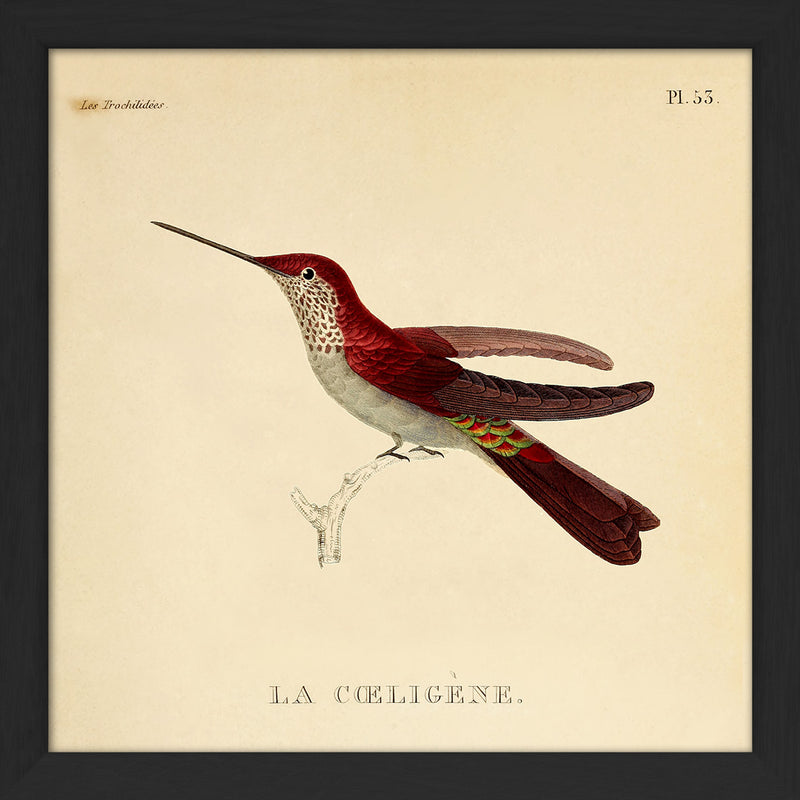 La Caeligene Hummingbird. Mini Print