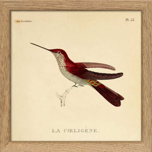 La Caeligene Hummingbird. Mini Print