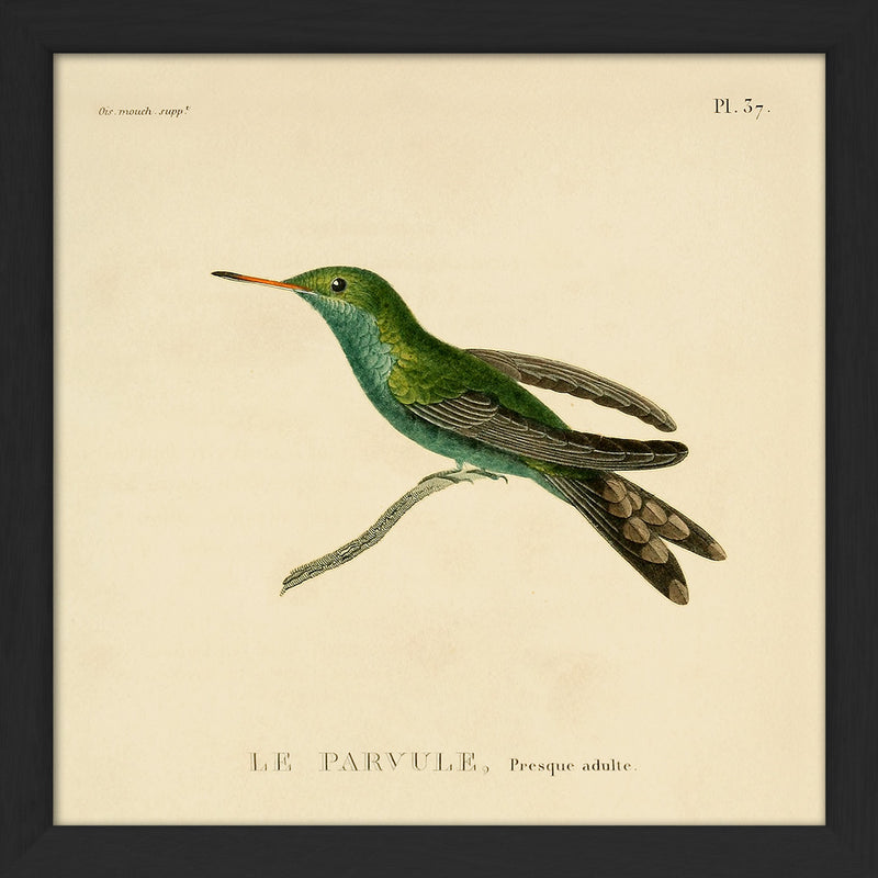 Le Parvule, Presque Adulte. Mini Print