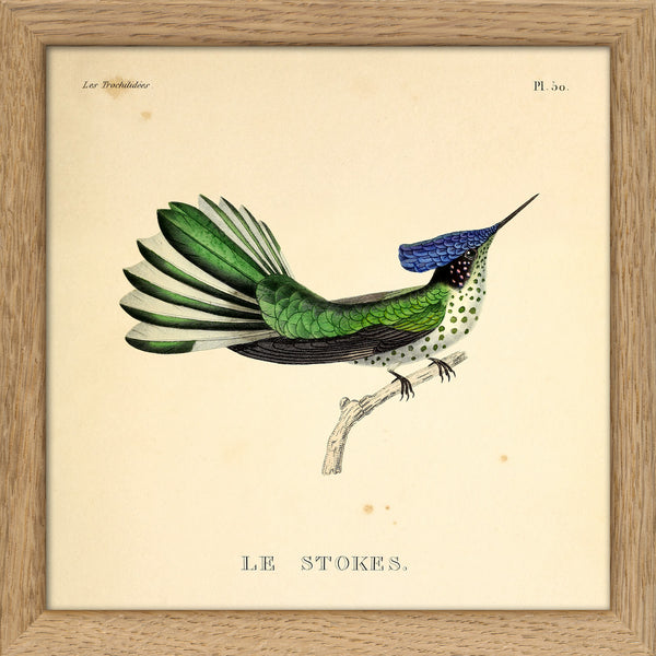 Le Stokes Hummingbird. Mini Print