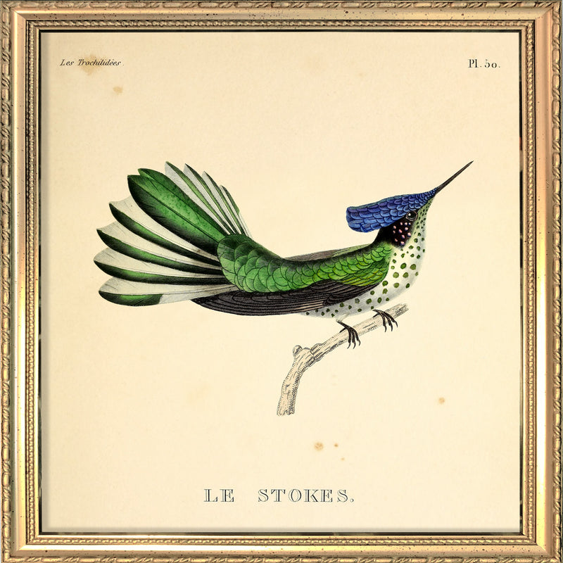 Le Stokes Hummingbird. Mini Print