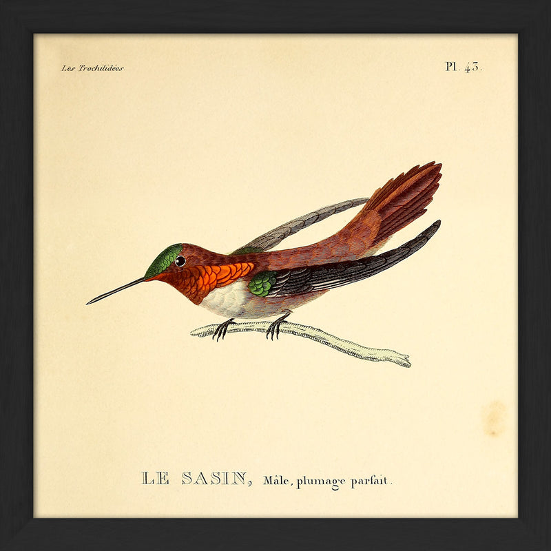 Allens Hummingbird (Le Sasin). Mini Print