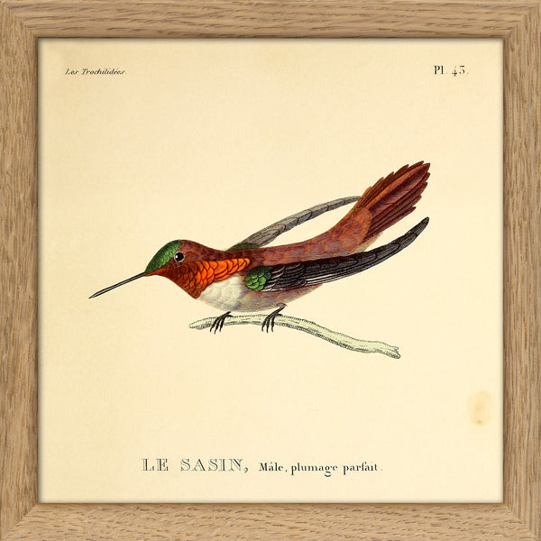 Allens Hummingbird (Le Sasin). Mini Print