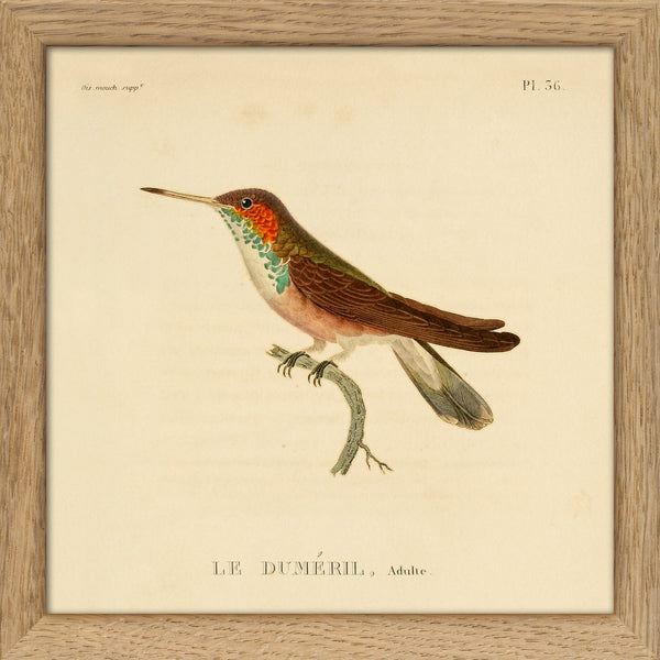 Le Duméril Hummingbird. Mini Print