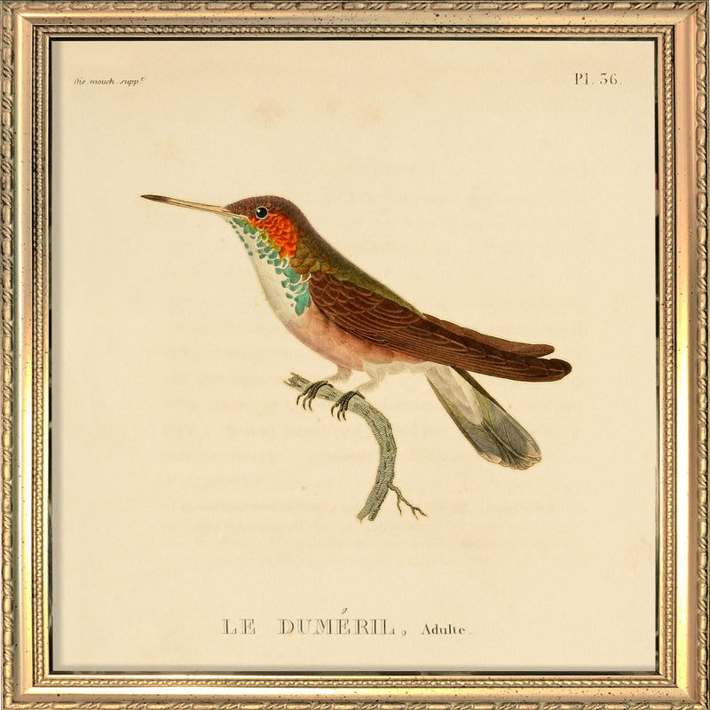 Le Duméril Hummingbird. Mini Print