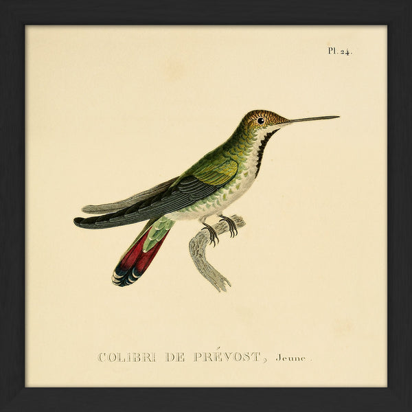 Green Hummingbird (Colibri Le Prévost). Mini Print