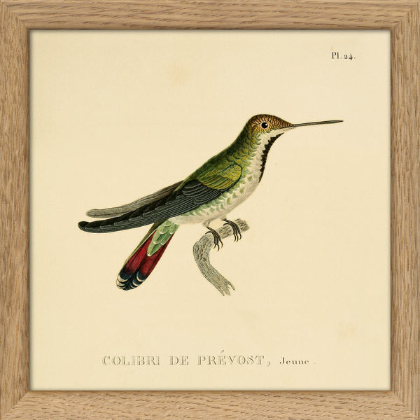 Green Hummingbird (Colibri Le Prévost). Mini Print