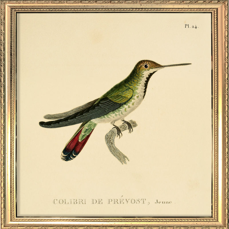 Green Hummingbird (Colibri Le Prévost). Mini Print