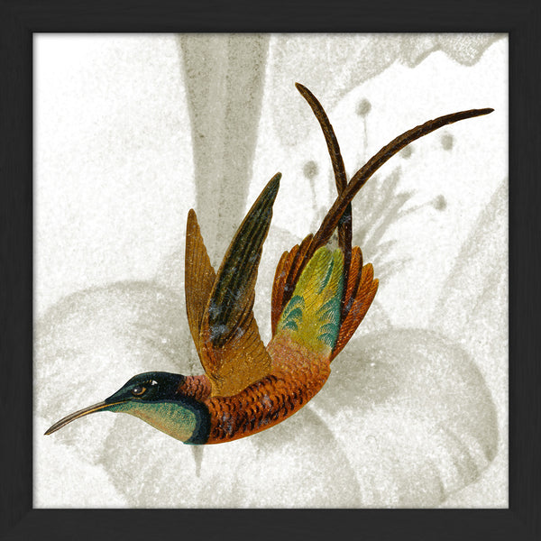 Brown Hummingbird. Mini Print