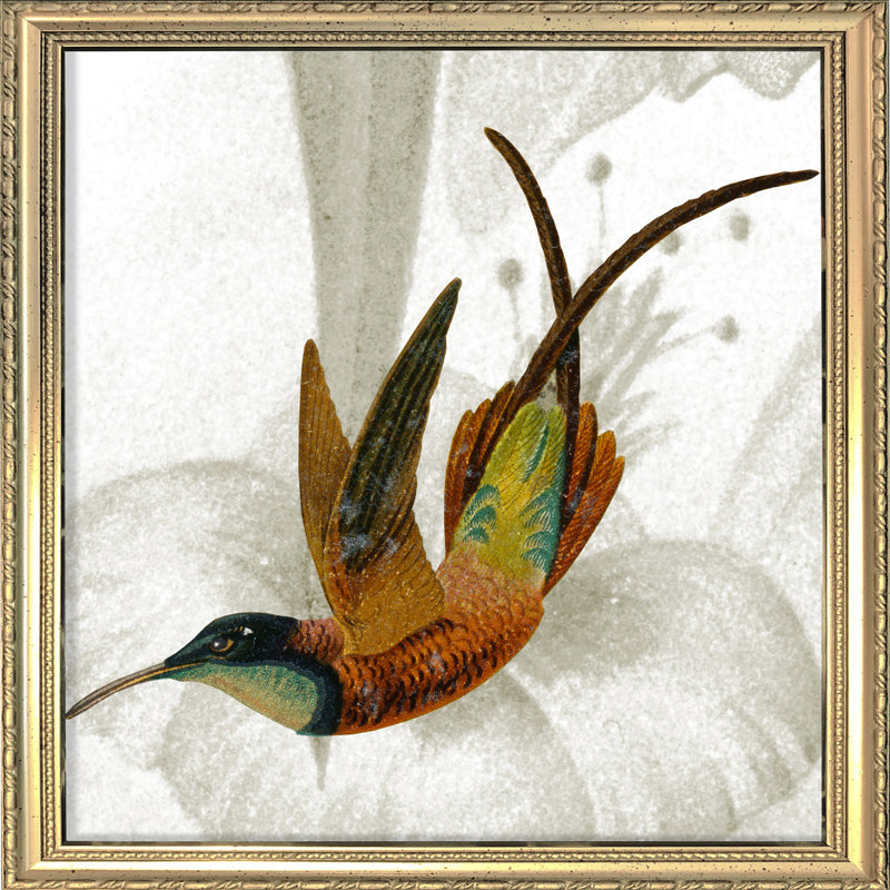 Brown Hummingbird. Mini Print