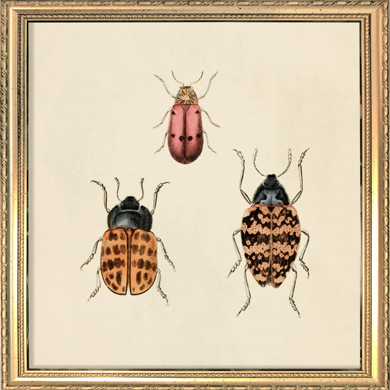 Three Beetles. Mini Print