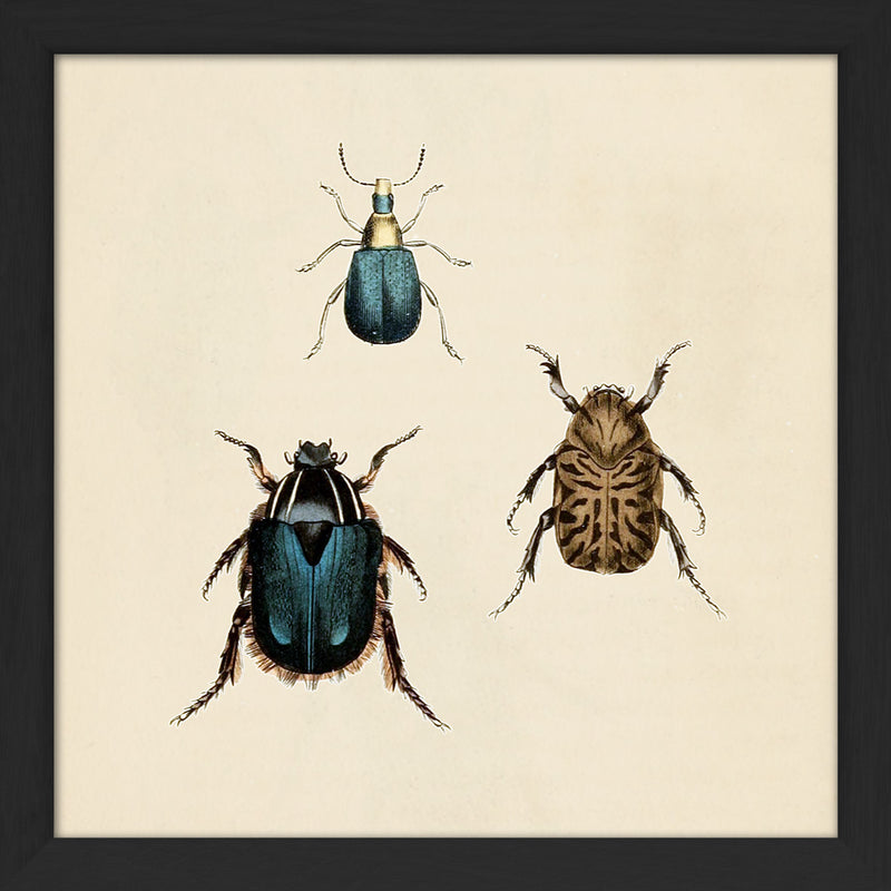 Three Beetles. Mini Print