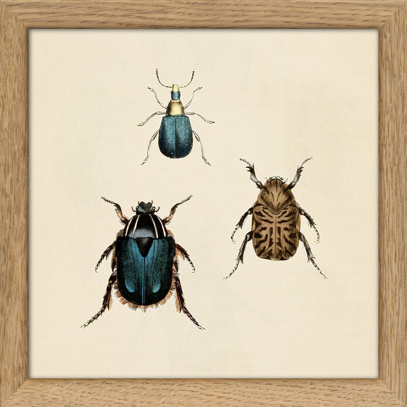 Three Beetles. Mini Print