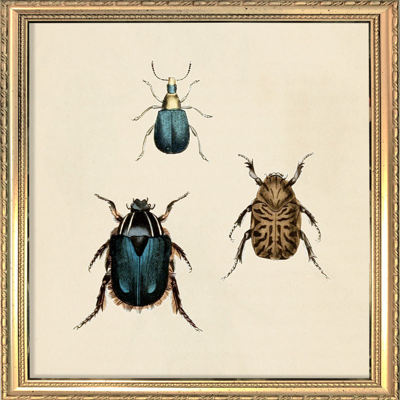 Three Beetles. Mini Print