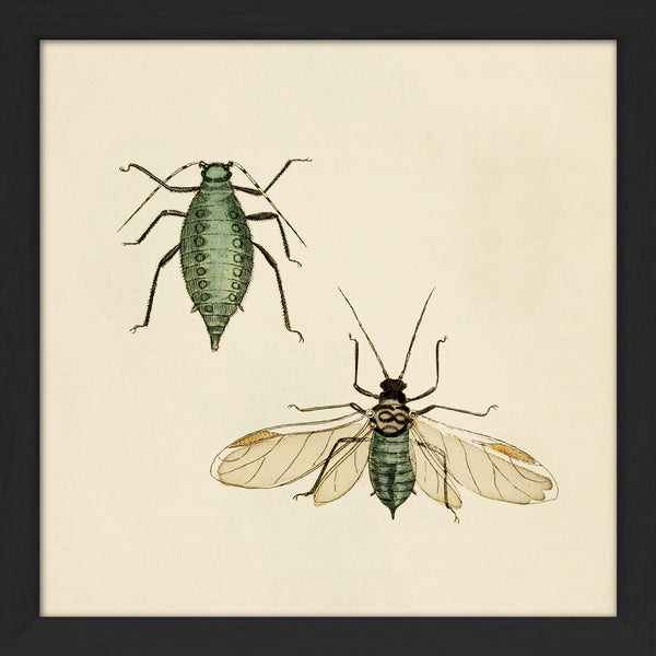 Two Green Insects. Mini Print