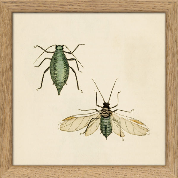 Two Green Insects. Mini Print