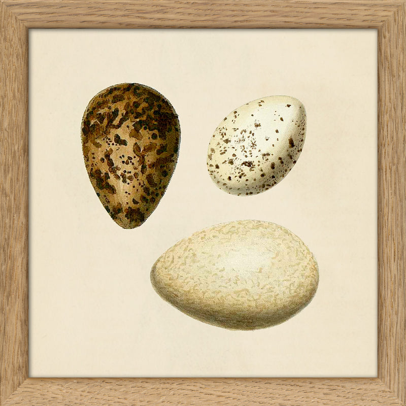 Three Eggs. Mini Print