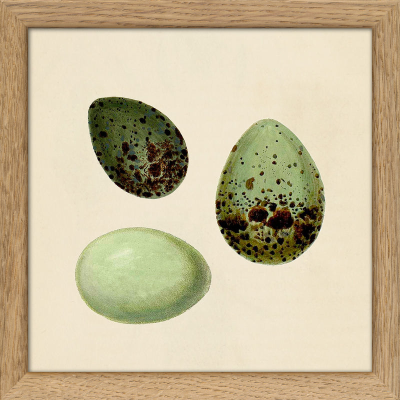 Three Green Eggs. Mini Print