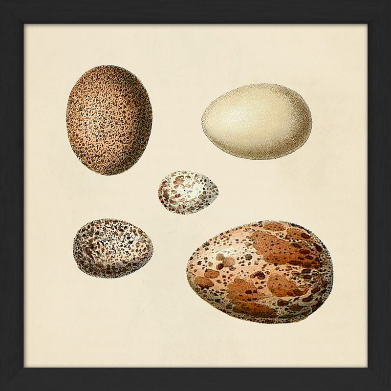 Five Brown and White Eggs. Mini Print