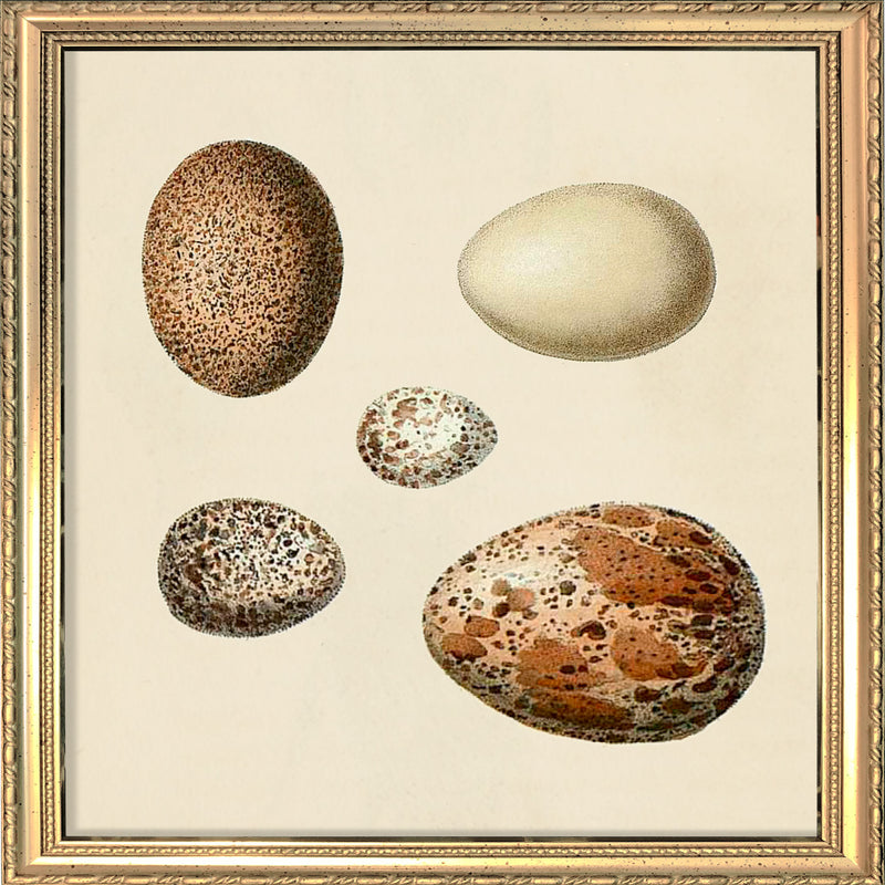 Five Brown and White Eggs. Mini Print