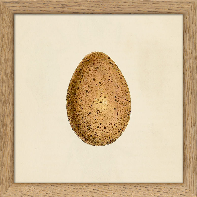 Brown Dotted Egg. Mini Print