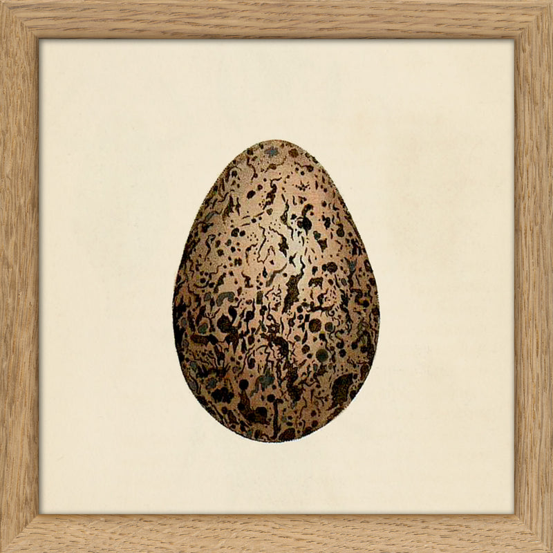 Brown Dotted Egg. Mini Print