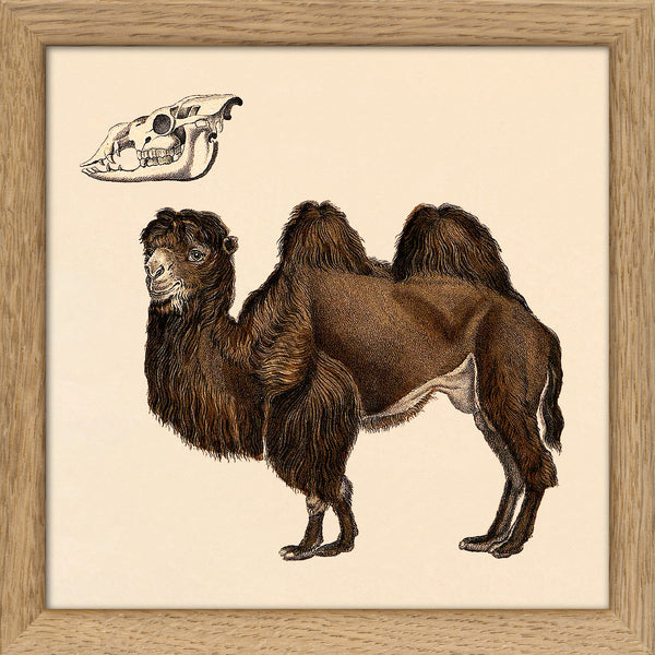 Camel. Mini Print