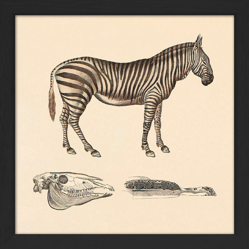 Zebra. Mini Print