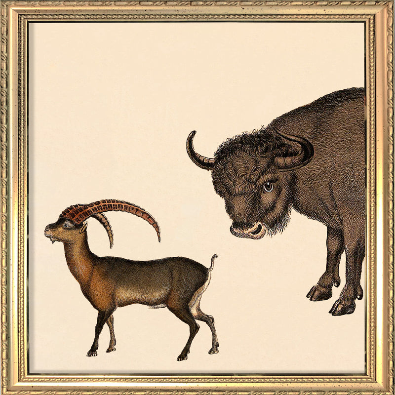 Bison and Mountain Goat. Mini Print