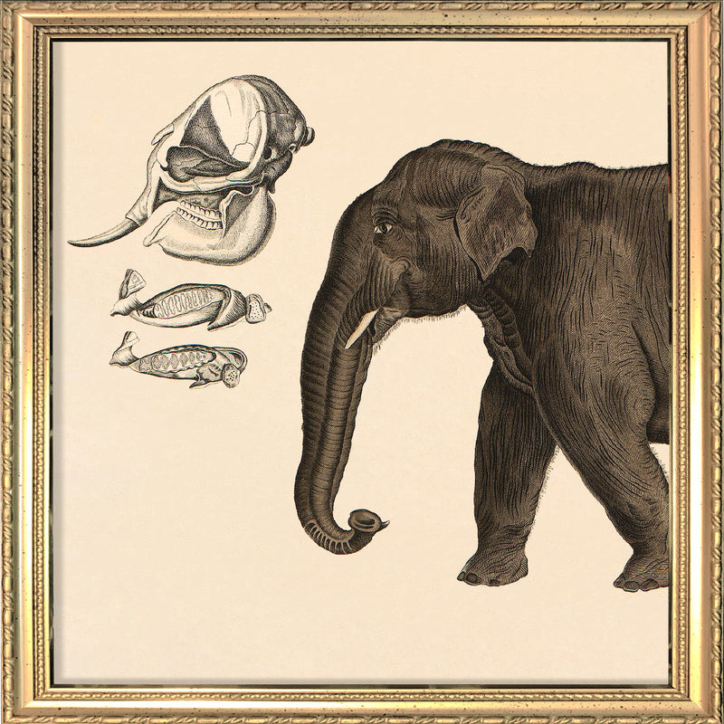 Elephant Front. Mini Print
