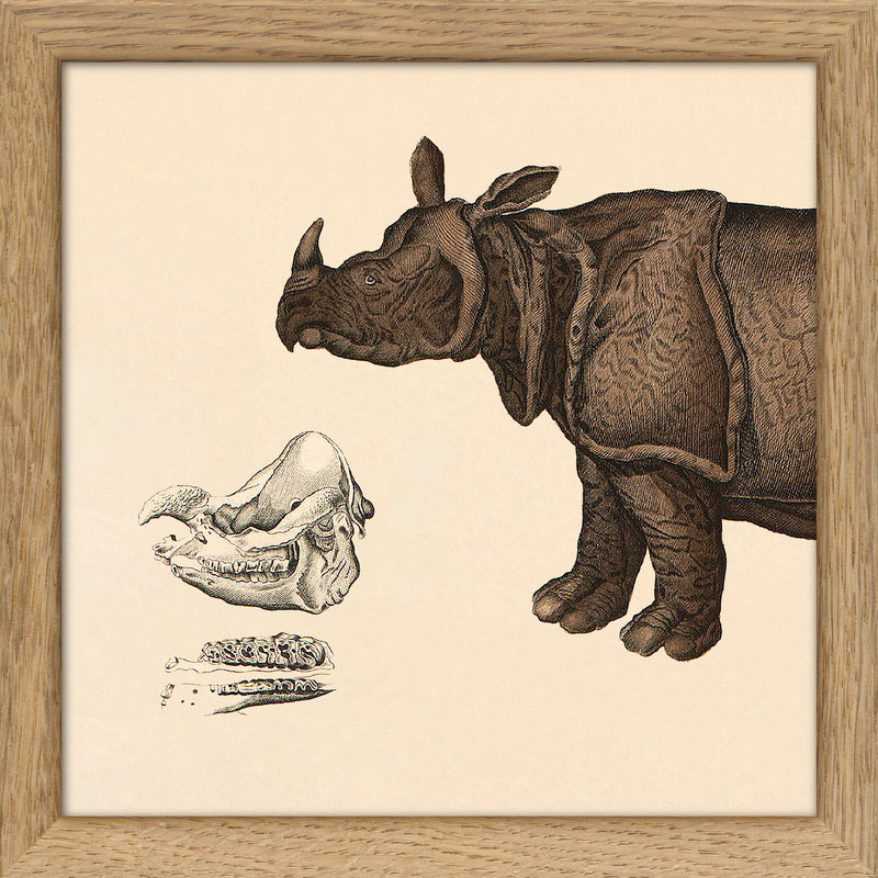 Rhinoceros Front. Mini Print