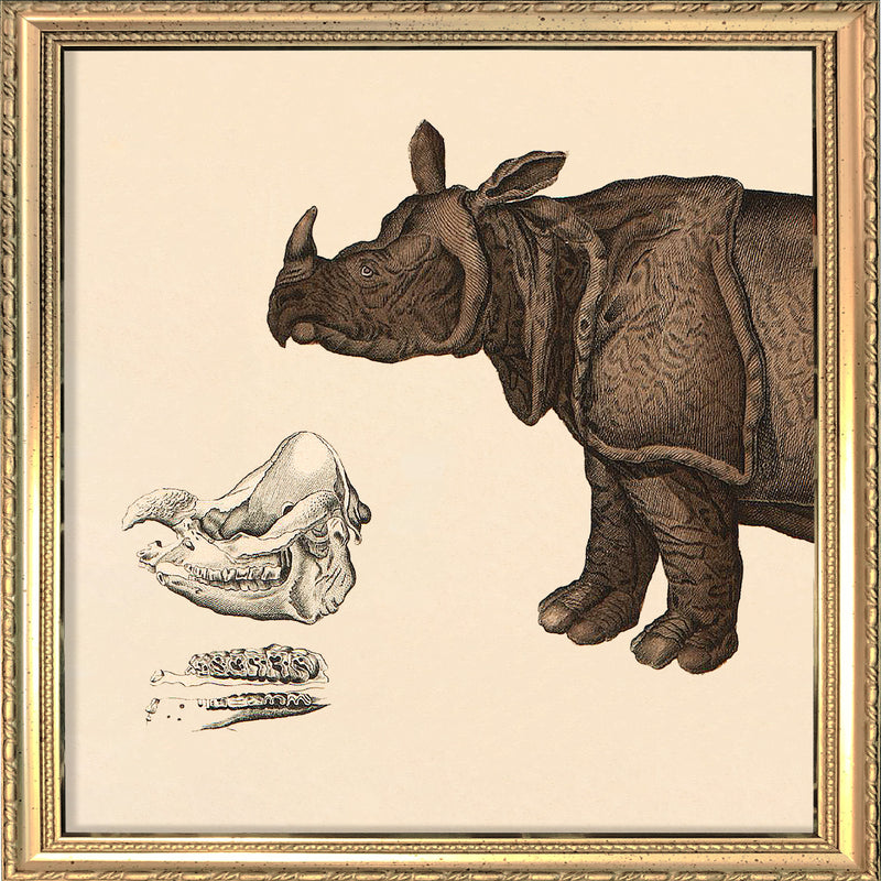 Rhinoceros Front. Mini Print